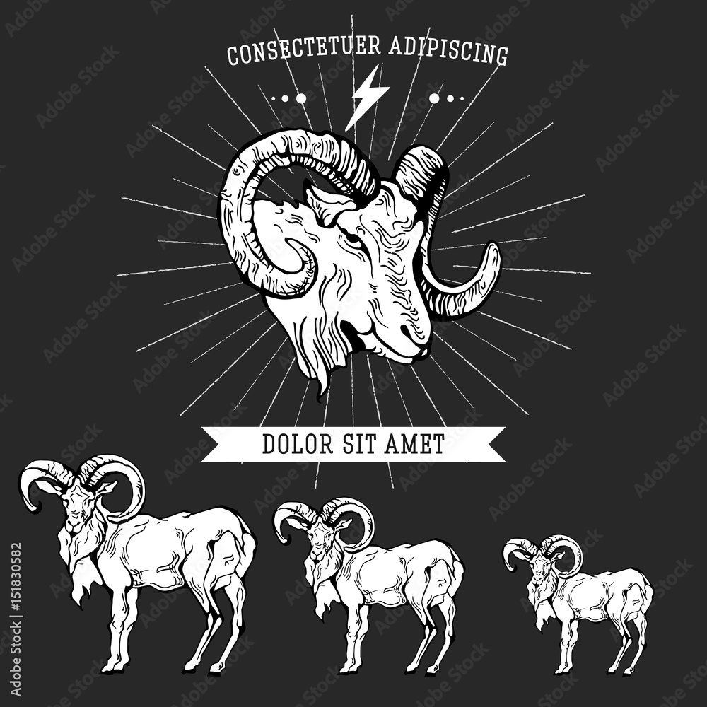 Vintage hand draw ram label.
