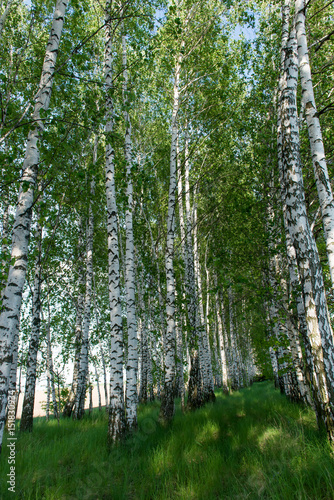 Landscape of a birch grove in spring