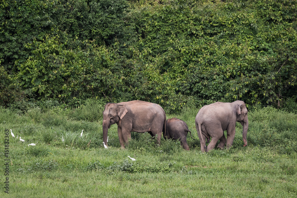 Wild elephants in Thailand Kui Buri National Park