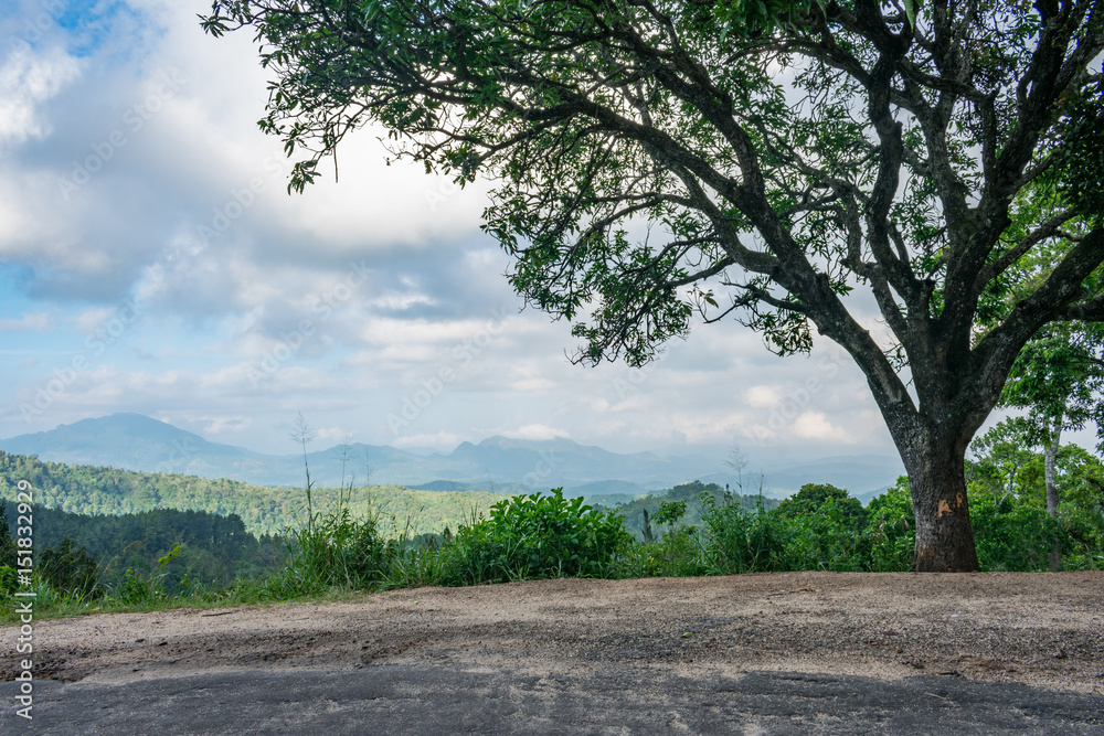 Obraz premium The tree and the mountains