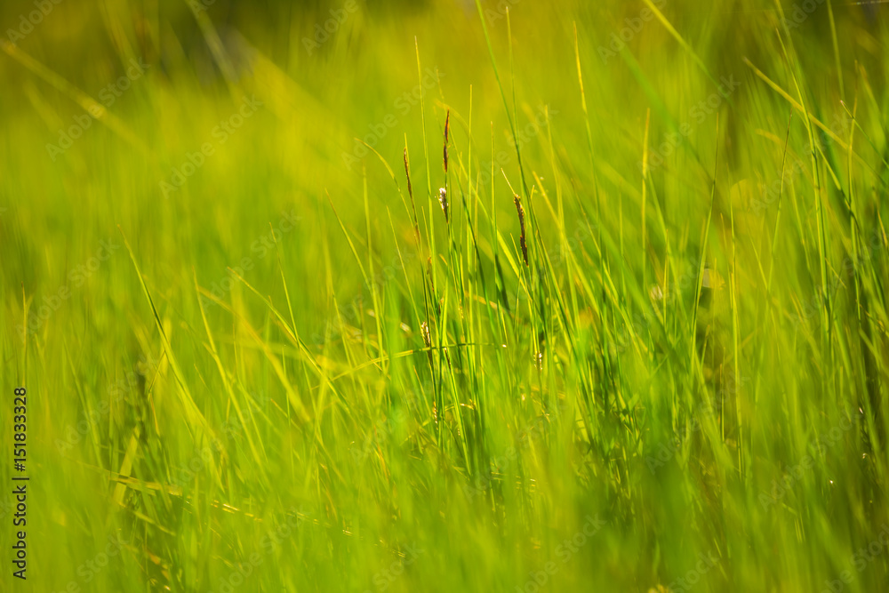 closeup green grass background
