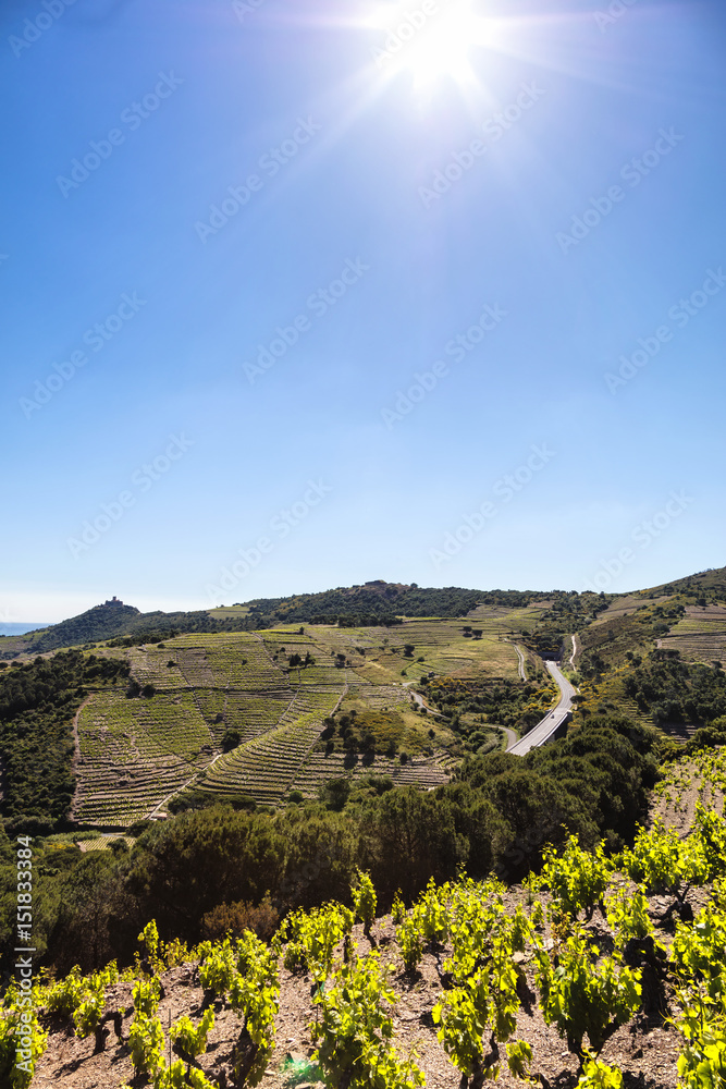 Vignoble de Collioure- Banyuls, vue depuis la côte de Vermeille, Pyrénées- Orientales, Catalogne, Languedoc-Roussillon, France 