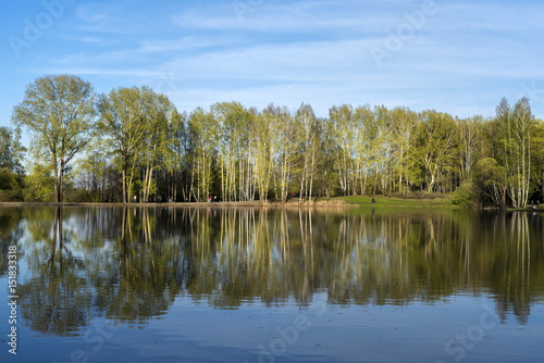 Grove on the shore of the lake