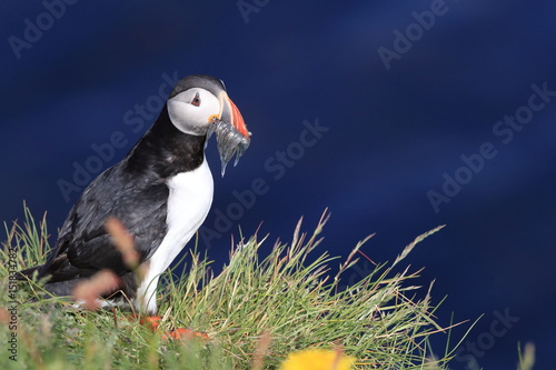 Puffin, Fratercula arctica, with fish iceland photo