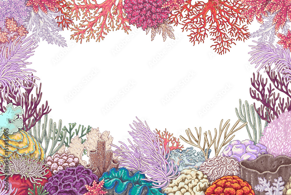 Naklejka premium Frame of Corals