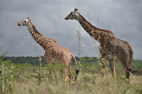 Safari Animals and Wildlife