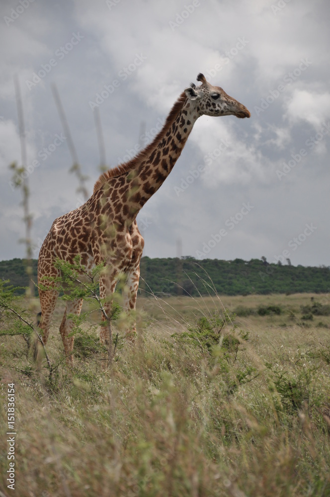 Obraz premium Safari Animals and Wildlife