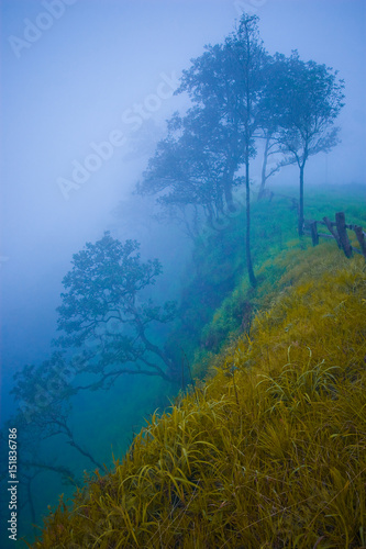 Deep abyss and forest with the fog