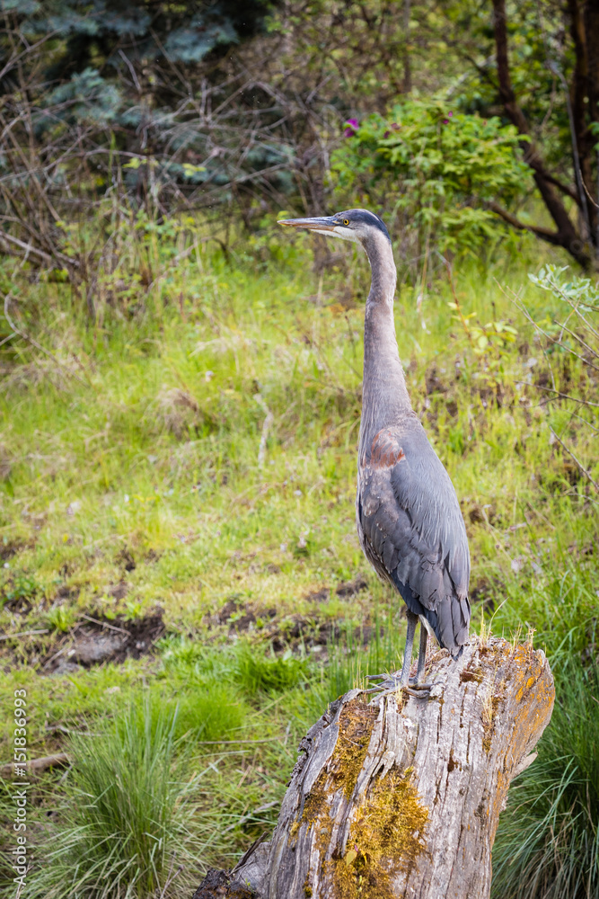 Naklejka premium Blue Heron with Long Neck