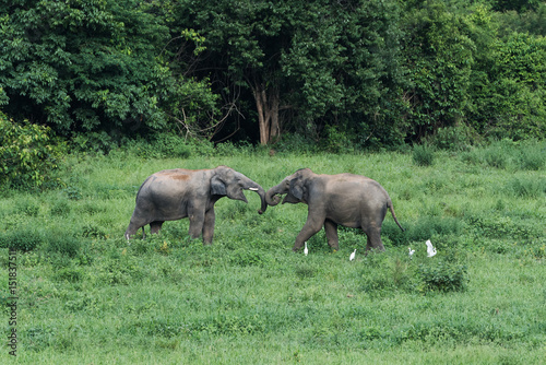 Obraz na płótnie Wild elephants in Thailand Kui Buri National Park w salonie