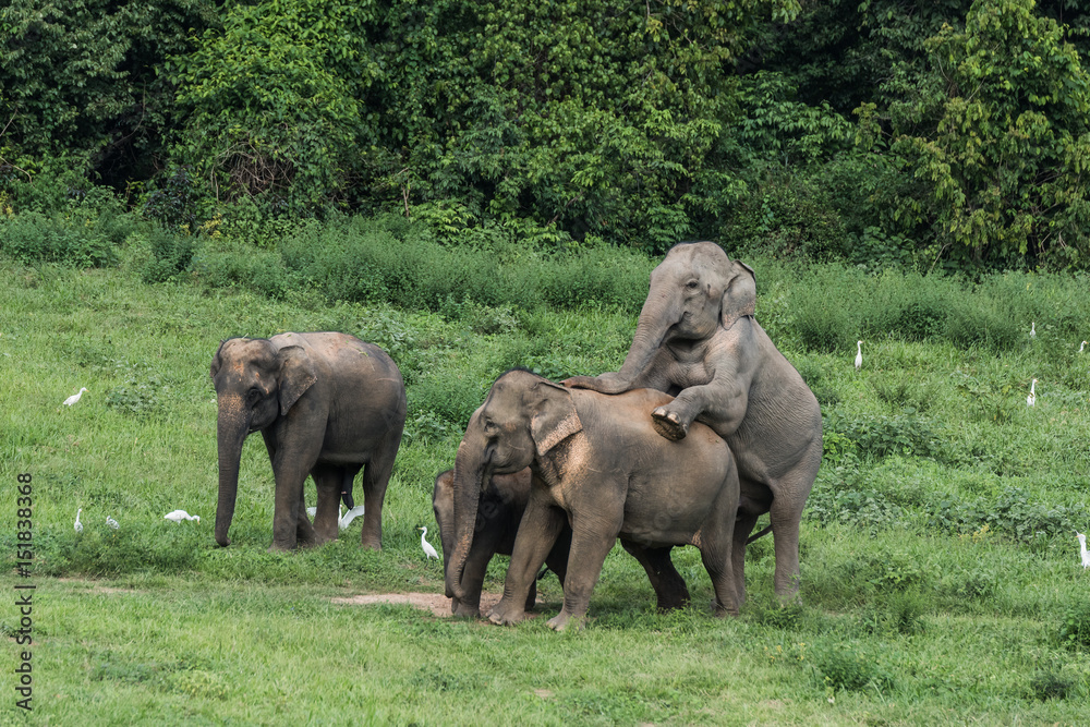 Wild elephants in Thailand Kui Buri National Park