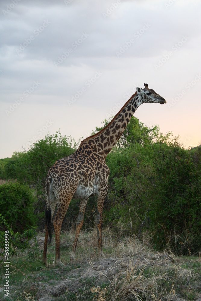 Obraz premium Giraffe in Africa Tansania 