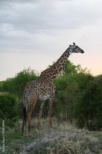 Giraffe in Africa Tansania 