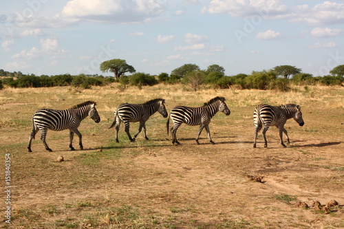 Fototapeta Naklejka Na Ścianę i Meble -  Zebra in Africa Tansania