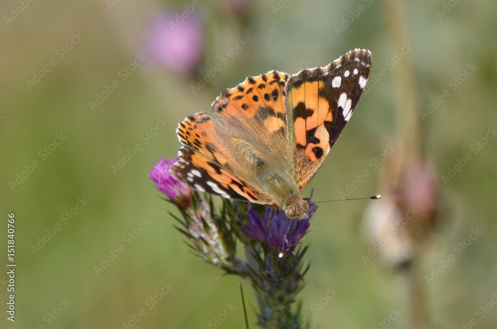 Belle-Dame (Vanessa cardui) Belle-Dame (Vanessa cardui)