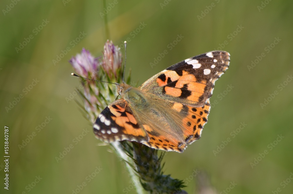 Belle-Dame (Vanessa cardui) Belle-Dame (Vanessa cardui)
