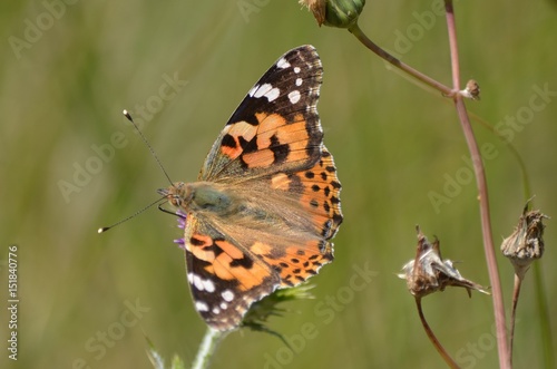 Belle-Dame (Vanessa cardui)