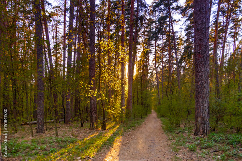 Landscape of the spring forest at sunset