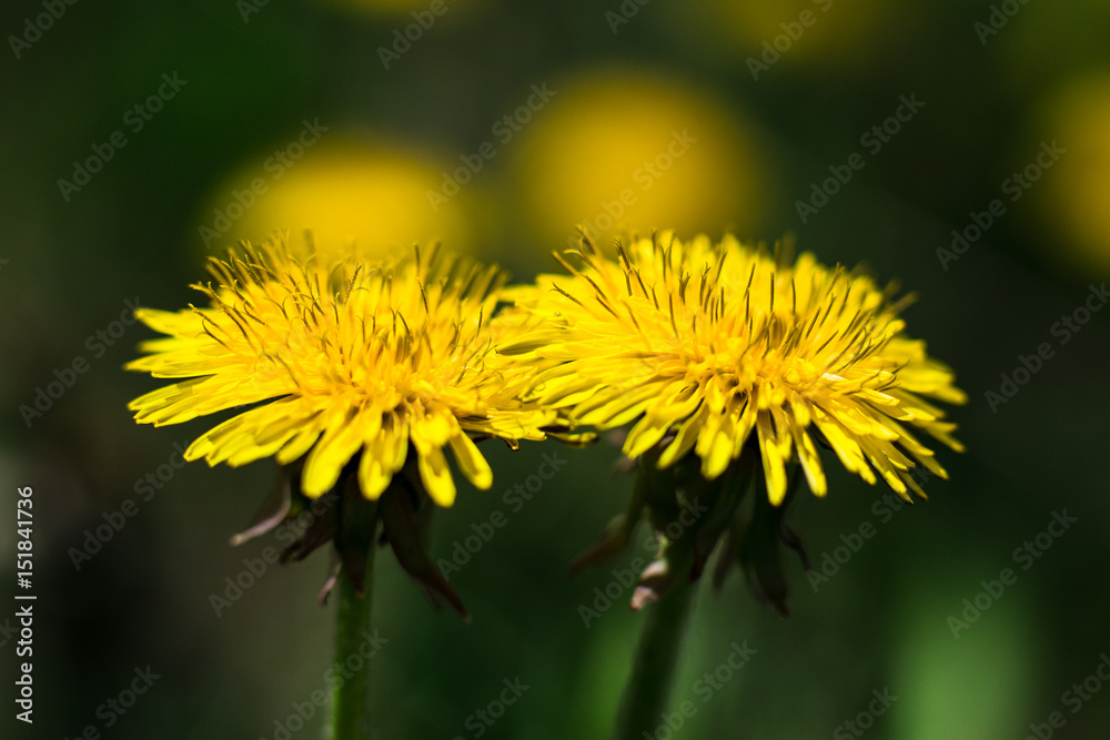 Macro shot of a yellow dandelion flower Macro shot of a yellow dandelion flower