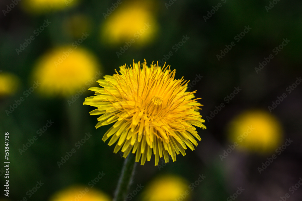 Macro shot of a yellow dandelion flower Macro shot of a yellow dandelion flower