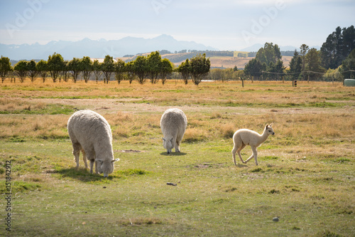Alpacas, New Zealand