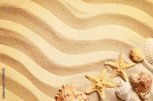 Seashells on a summer beach and sand as background. Sea shells.