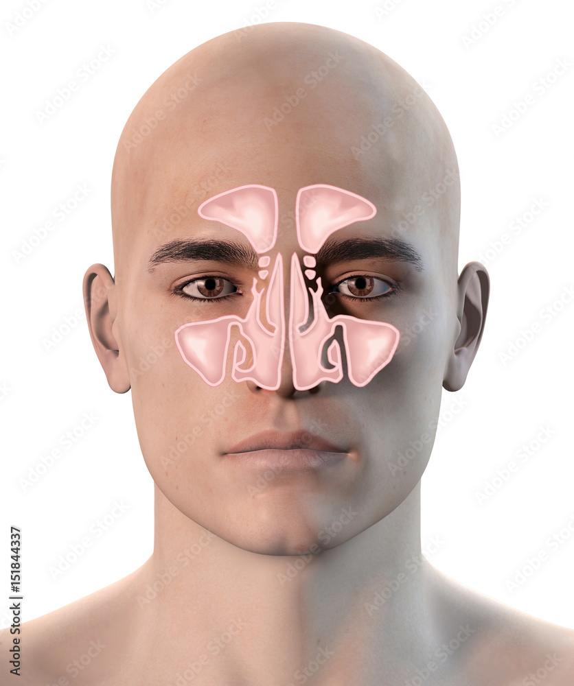 Healthy nasal cavity anatomy Stock Illustration Adobe Stock
