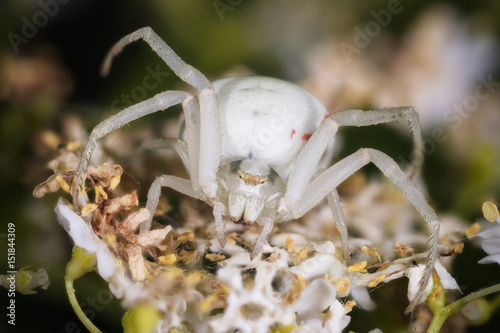 Ragno bianco su fiore in attesa della preda