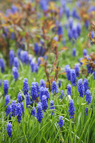 muscari - blue spring flowers