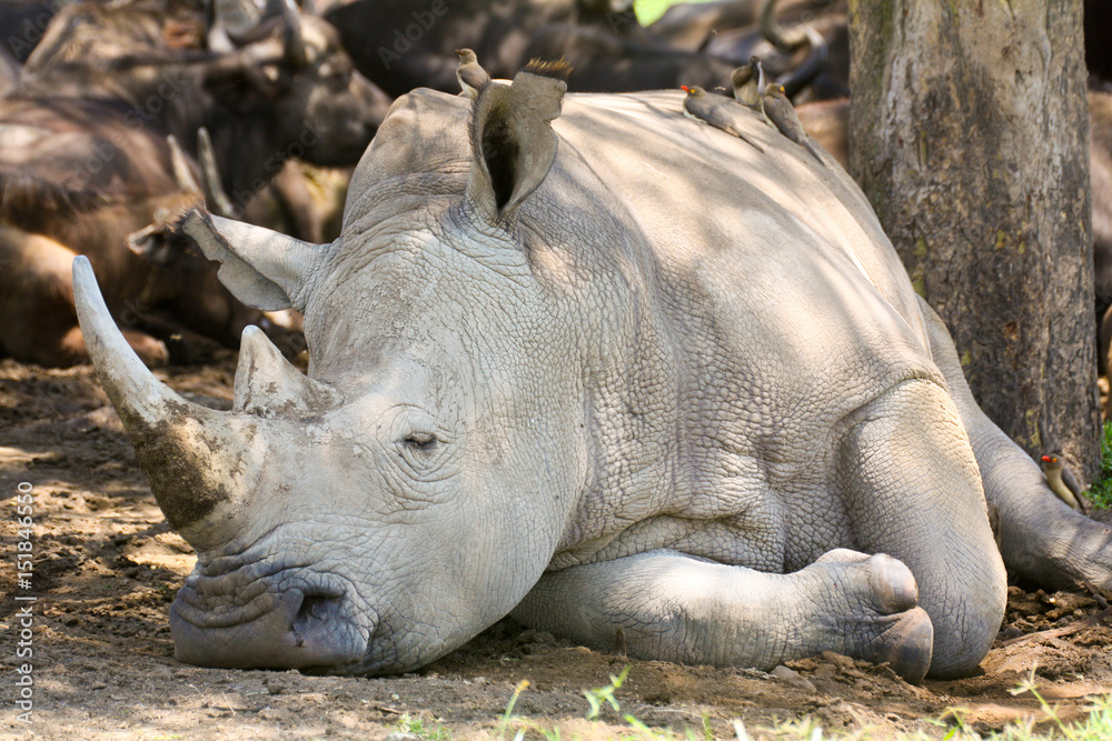 White rhinoceros in the shade