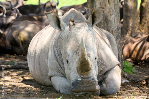 Head-on photo of white rhinoceros in the shade