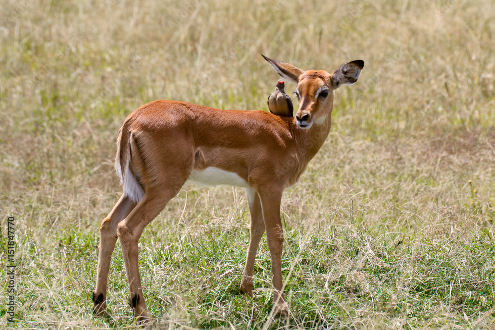 Impala lamb with red-billed oxpecker Impala lamb with red-billed oxpecker