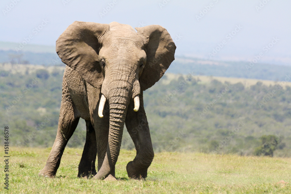 Naklejka premium Bull elephant