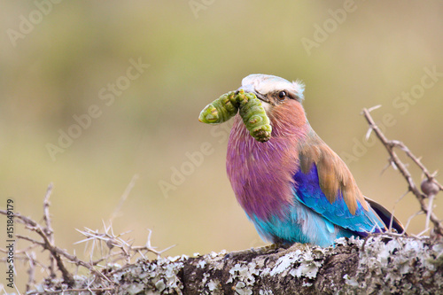 Lilac-Breasted Roller with caterpillar prey