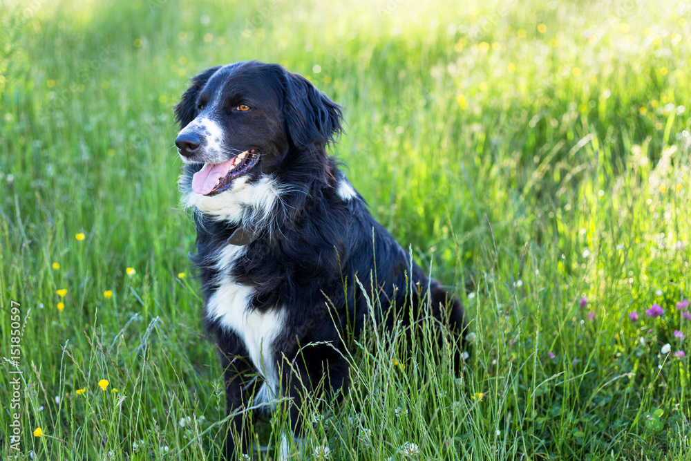 Beautiful dog sitting in the grass. Dog playing outdoor.