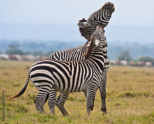 Fight between a plains zebra and a plains-Grevy s zebra hybrid