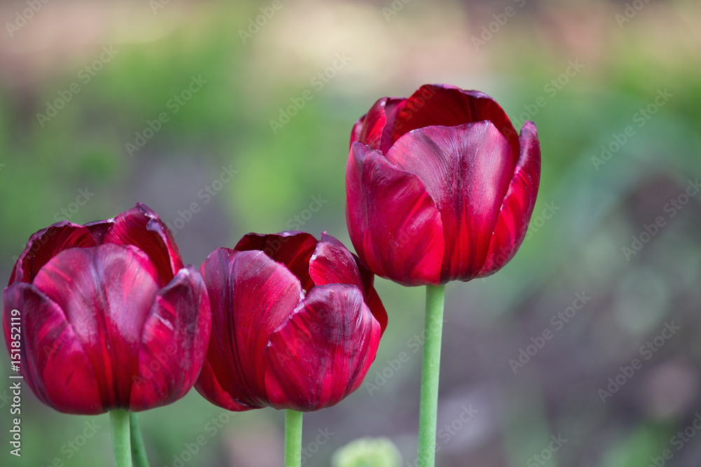 Fototapeta premium three purple tulip closeup in the garden on a blurred green background