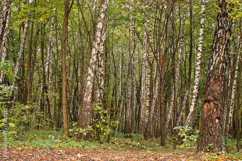 Fototapeta Naklejka Na Ścianę i Meble -  leaf fall in the autumn birch forest