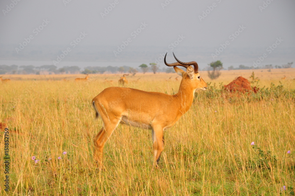 Safari Animals and Wildlife Safari Animals and Wildlife