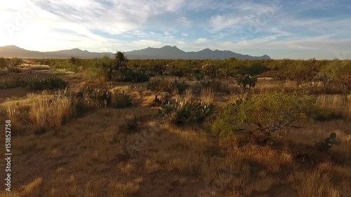 Wallpaper Mural Low desert aerial showing plants and vegetation Torontodigital.ca