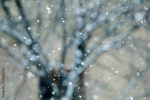 Winter background with fallen defocused snowflakes with tree silhouette in the background - defocused snowflake