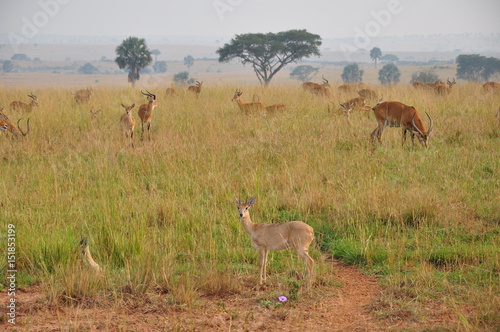 Safari Animals and Wildlife