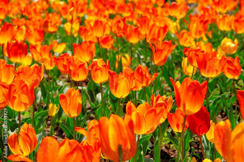 field of orange tulips