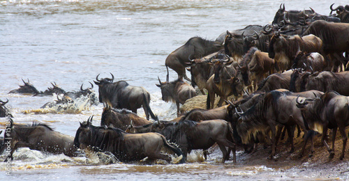 Wildebeest migration entering the river