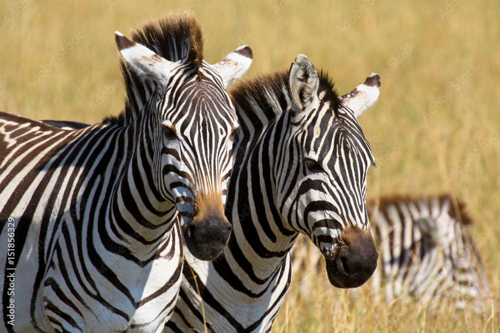 Fototapeta premium Portrait of a pair of plains zebras