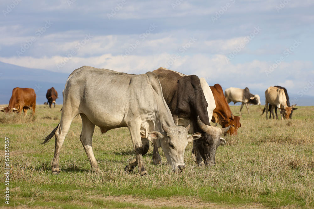 A herd of cattle grazing on green grass A herd of cattle grazing on green grass