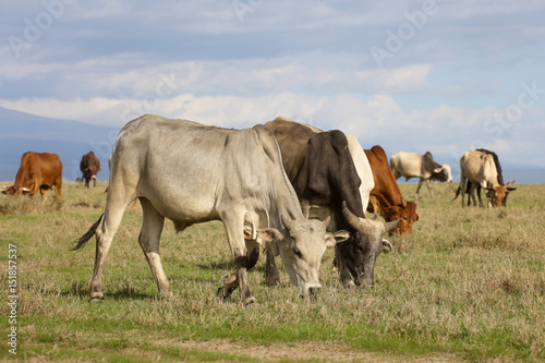 Fototapeta Naklejka Na Ścianę i Meble -  A herd of cattle grazing on green grass
