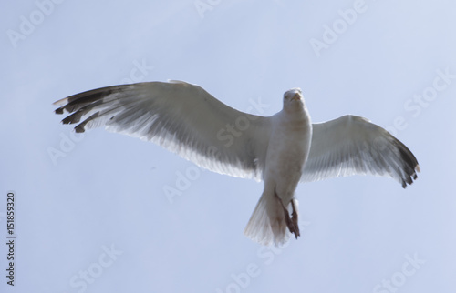 Seagull Fying. Bird.  photo