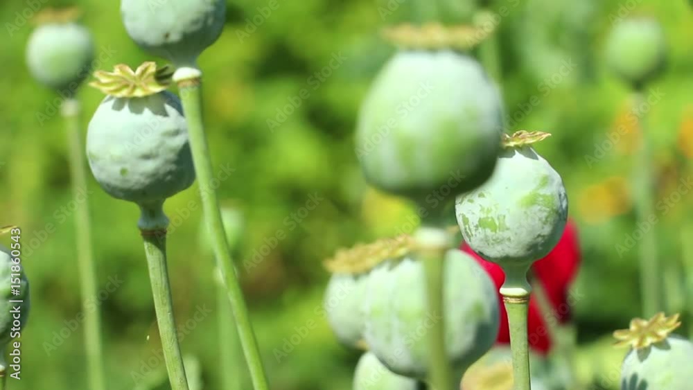 The camera moves among the poppy heads and gradually loses focus. Hands shooting. The camera moves among the poppy heads and gradually loses focus. Hands shooting.