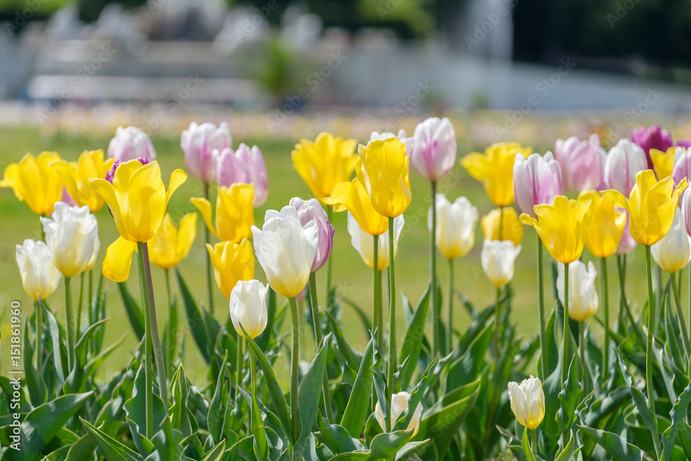 Fototapeta premium Tulips in garden.